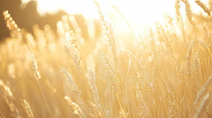 Wall Mural - Golden wheat field backlit by sunset.