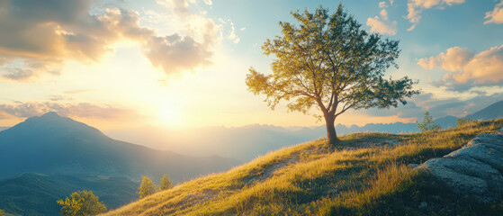 Wall Mural - A tree is standing in a field with a beautiful sunset in the background
