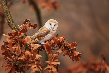 barn owl (Tyto alba) on an oak tree with orage leaves