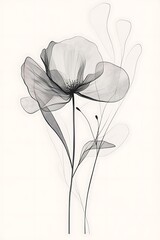 Poster - Sheer grayscale floral illustration, delicate petals and stems, minimalist botanical art.