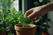 © Victor Bertrand - A hand gently picks a fresh parsley sprig from a terracotta pot in a vibrant kitchen garden, embodying nature’s touch and homegrown goodness.