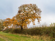 © AngieC - An oak tree in a hedgerow in autumn