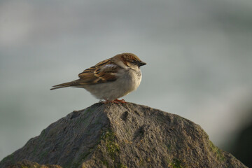 sparrow on a rock