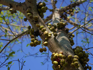 Green raw fruits and leaves of a fig tree grow on a branch in early spring. Fresh green fruits.