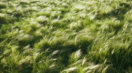Poster - Expansive field of long grass gently blowing in a summer breeze 