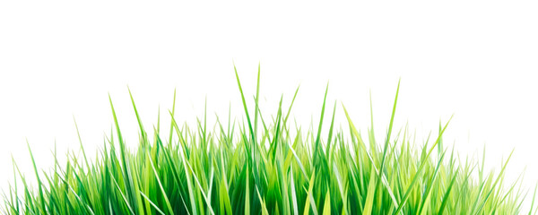 Poster - Lush green grass blades isolated on a white background, clean design for nature concepts, emphasizing freshness and growth. Ai generative