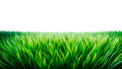 Poster - Green grass blades, isolated style, on white background, representing nature and freshness. Clean design and concept of growth and greenery. Ai generative