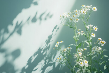 Wall Mural - A bouquet of daisies casting delicate shadows on a soft, pastel background.