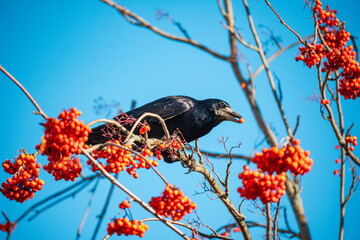 Rook on a mountain ash