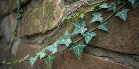 Wall Mural - A Green Ivy Vine Crawling Up a Rough Stone Wall With Visible Veins on the Leaves