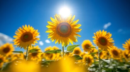Wall Mural - sunflowers bloom under sunny skies in vast field during summer afternoon