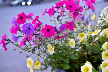 Wall Mural - Red petunia flowers in a flower bed. Petunia nyctaginiflora.