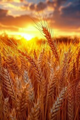 Poster - Rolling hills at sunset with winding road through golden grasslands