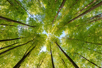 Wall Mural - experience the lush green canopy a breathtaking view observed from below the trees, sustainability