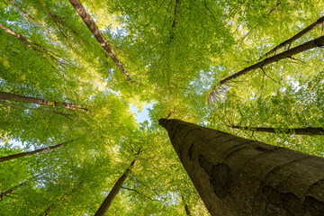 Wall Mural - experience the lush green canopy a breathtaking view observed from below the trees, sustainability