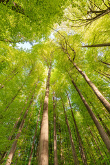 Wall Mural - experience the lush green canopy a breathtaking view observed from below the trees, sustainability