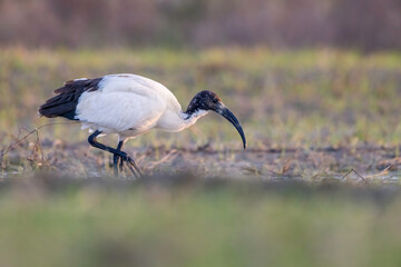 The African sacred ibis (Threskiornis aethiopicus) , African bird species but now also found in Europe.