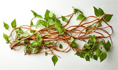 Wall Mural - Brown Vines and Lush Green Leaves Arranged Artistically