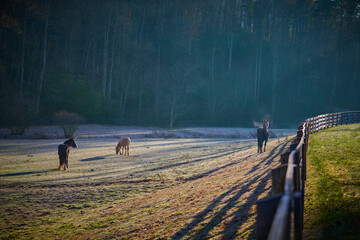 Horses grazing on a frosty morning near Brevard, NC.