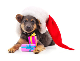 Wall Mural - Dog in a christmas hat with gifts.