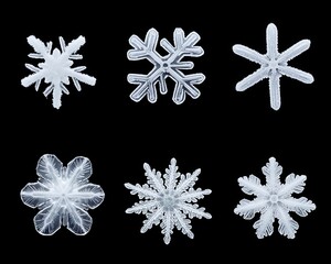 Poster - Close-up of six unique snowflakes showcasing intricate patterns against a black background.