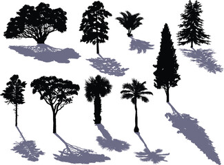 Wall Mural - nine trees with shadows isolated on white