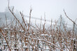 © Dina - Snow covered grapevines in a quiet vineyard during winter, with a blurred hillside background. Closeup of dormant vineyard vines dusted with snow. Copy space