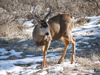 Wall Mural - Wild deer staring at us, Flagstaff mountain, Boulder, Colorado