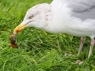 Möwe (Larinae) an der Nordsee