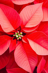 Poster - Vibrant red poinsettia showcases intricate leaf patterns in festive holiday atmosphere