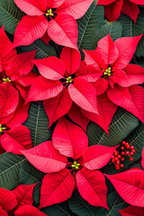 Aufkleber - Vibrant Red Poinsettias Displaying Holiday Spirit in December Festivities