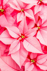Poster - Vibrant pink poinsettias arranged beautifully for the holiday season in a festive setting