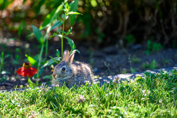 young baby bunny on the border between lawn and garden on a sunny summer day, very cute wildlife as 