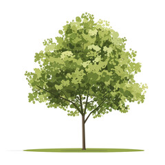 Wall Mural - Flat vector silver maple tree, minimalist design, isolated on a white background.

