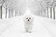 © Anna - A fluffy walking dog Maltipoo on a snowy path in a winter wonderland, with snow-covered trees and a peaceful atmosphere