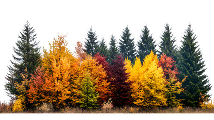 vibrant autumn forest showcasing colorful foliage, isolated on a transparent background