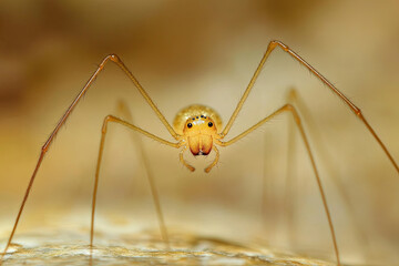 Wall Mural - Spider’s legs delicately walking across a thin web