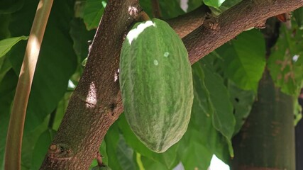 Wall Mural - green cocoa fruit on tree