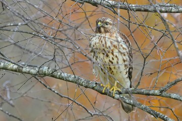 Wall Mural - Hawk perched on branch with autumn backdrop.