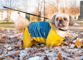 Sticker - A dressed-up Pekingese dog stands in the park. The dog is kept on a leash. The old dog is 10 years old and has a sore eye. Autumn first snow. The photo is horizontal and blurry