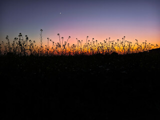 Wall Mural - Amazing sunset over the field with mustard flowers and a moon in the sky