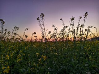 Wall Mural - Sunset over a field of Mustard with yellow flowers in winter