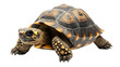 © Momal - turtle isolated on white background