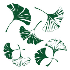 Naklejka na meble 
set of ginkgo leaves on white background