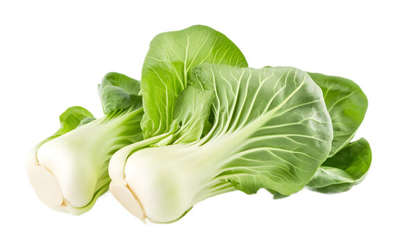 Bok choy portrait on a transparent background. isolated background.