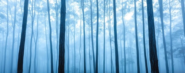 Poster - Mysterious fog idea. A tranquil blue forest scene with tall, slender trees shrouded in soft mist.