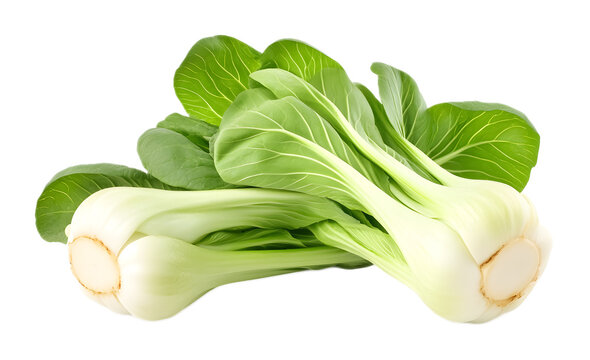 Bok choy portrait on a transparent background. isolated background.