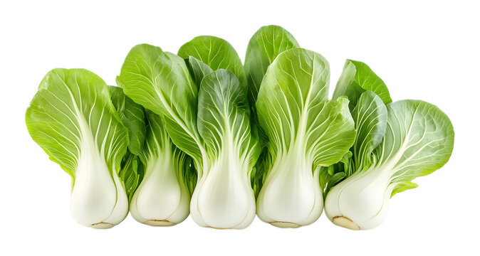 Bok choy portrait on a transparent background. isolated background.