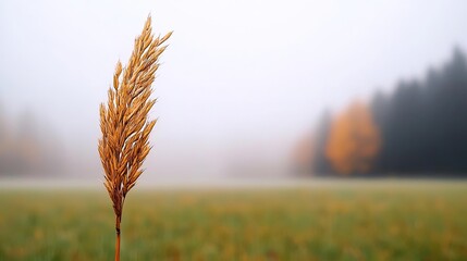 Aufkleber - mysterious fog idea. a solitary golden grass stalk stands tall in a misty field, framed by soft autu
