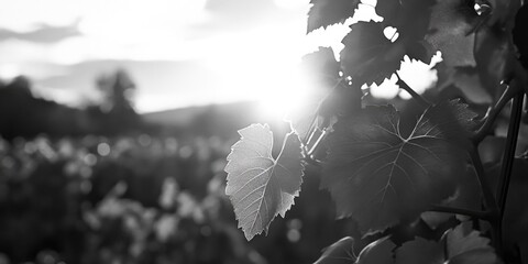 Poster - Sunlight through leaves